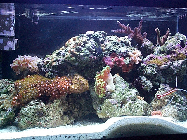January 06 - Moved to living room, switched to Natures Ocean Aragonite sand and 130w PC light.