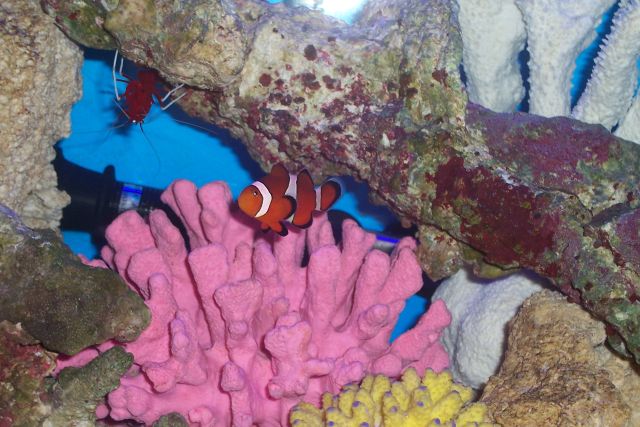 Fireshrimp &amp; Clown