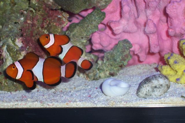 New Pair of Clowns