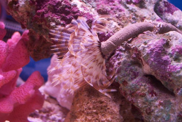 New Nifty Feather Duster Worm! <img src="styles/default/xenforo/clear.png" class="mceSmilieSprite...