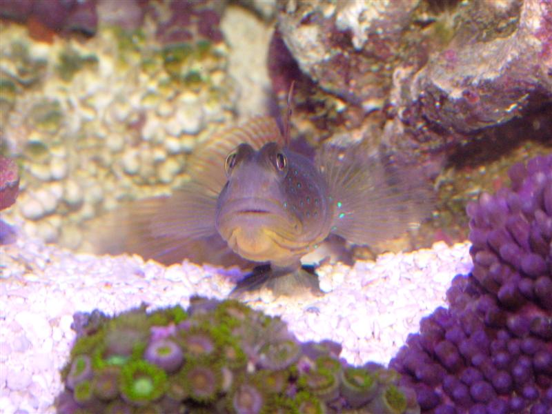 Blue Spot Shrimp Goby