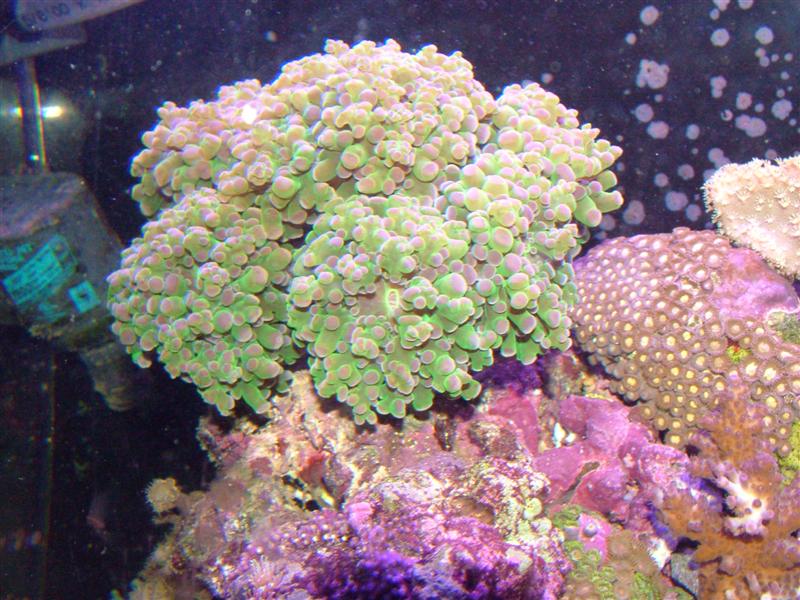 Just waking up for the day. This coral is a pig. It will eat some really surprisingly large pieces...