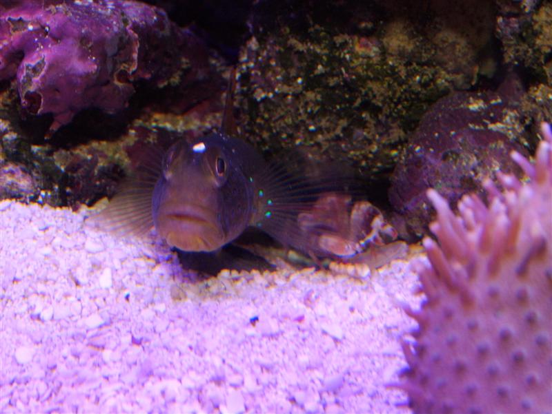 Goby1Canoby and freind
