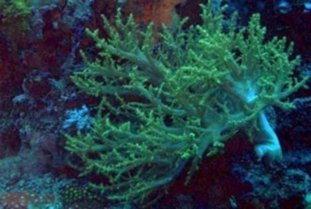 will trade for kewl zoas i have mounted frags in my frag tank 5 in tall