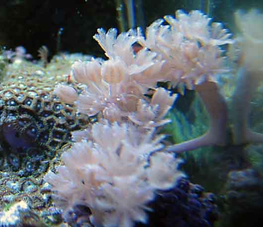 My lates pic of my xenia development