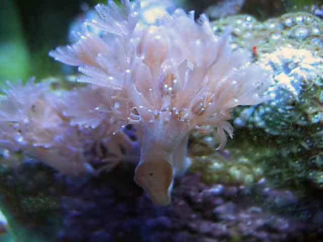 My lates pic of my xenia development