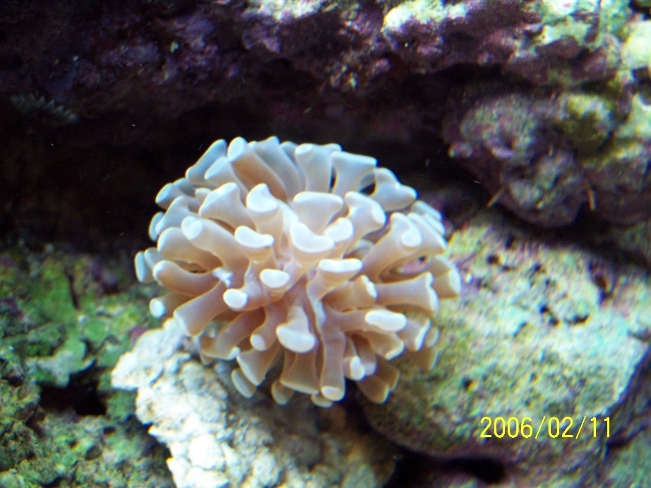 New addition to tank.