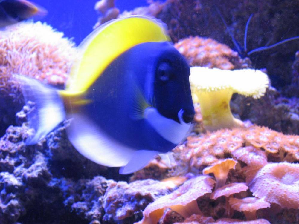 my new powder blue i got 12 days ago.
