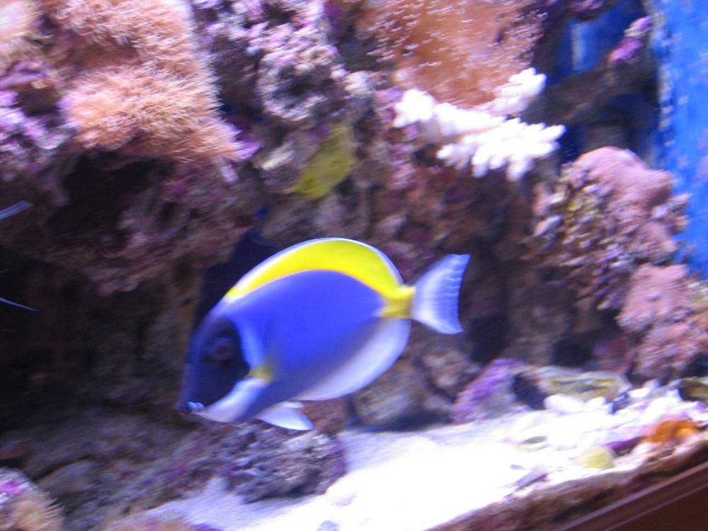 my new powder blue i got 12 days ago.