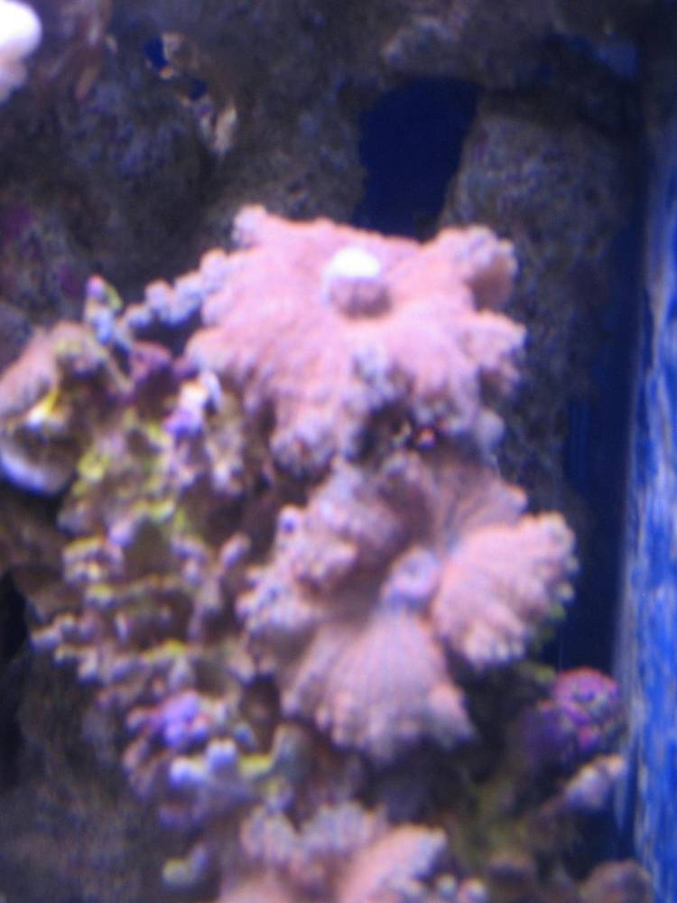 orange/pink ricordea
