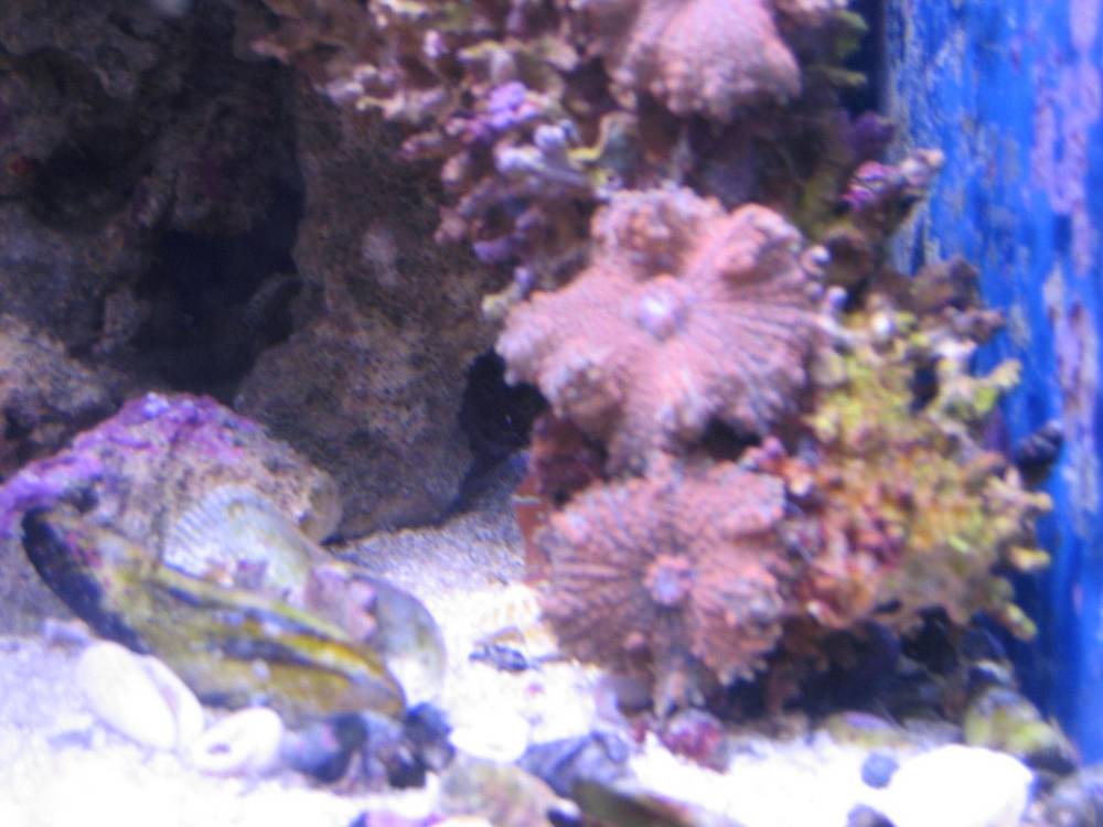 orange and pink ricordeas on a rock i just got. total rics are 7