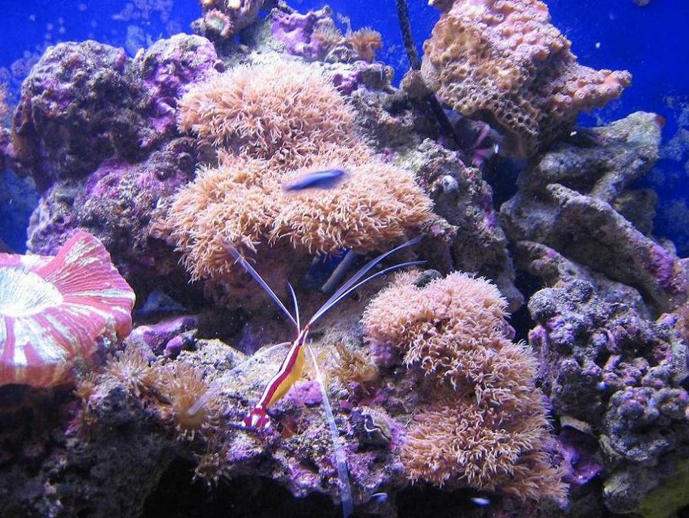 a pic of my cleaner shrimp i got from fishsupply.com about 7 months ago (originally he was tiny).
