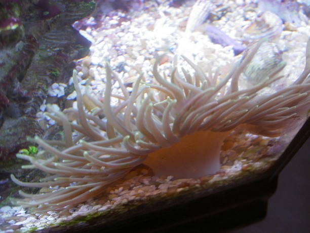 Something upset this Delicate Anemone, and she shrank into a mass the diameter of a nickel.  A few...