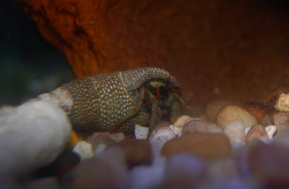 One of the newer hermit crabs in my tank.