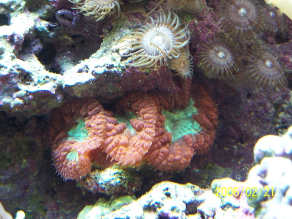 My new frag.