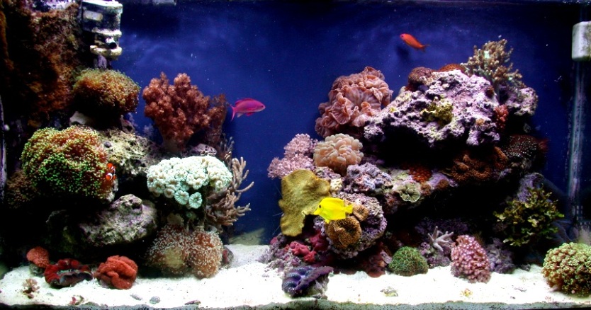 My 90 gal reef~~