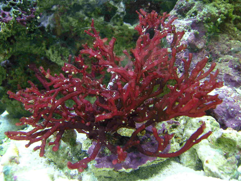 Tubular Thicket Algae (AKA: Red Algae)
