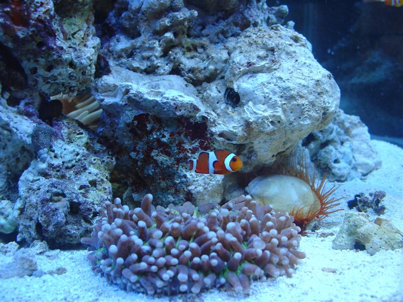 Clown and Plate Coral
