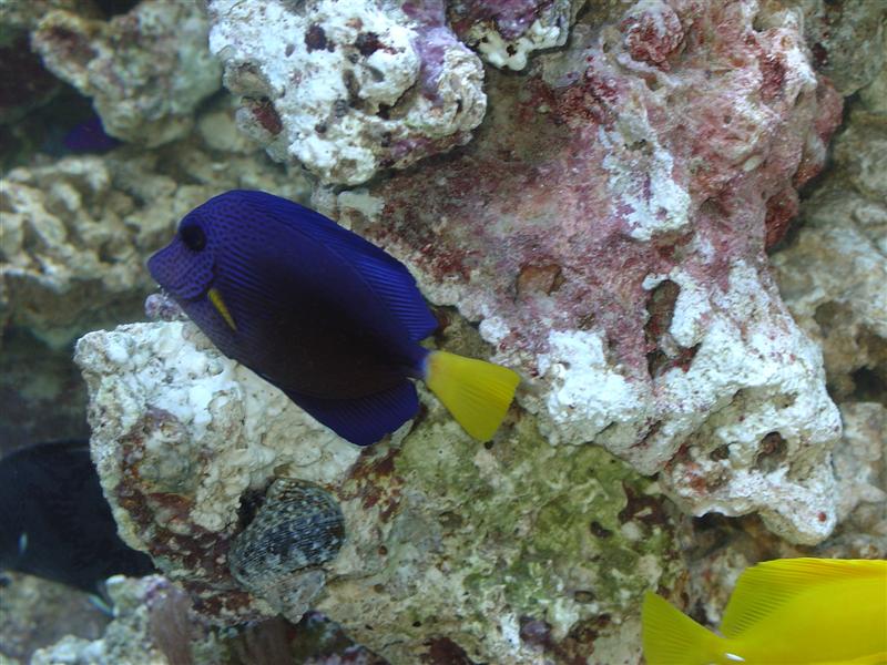 The whole reason I started a SW Tank!