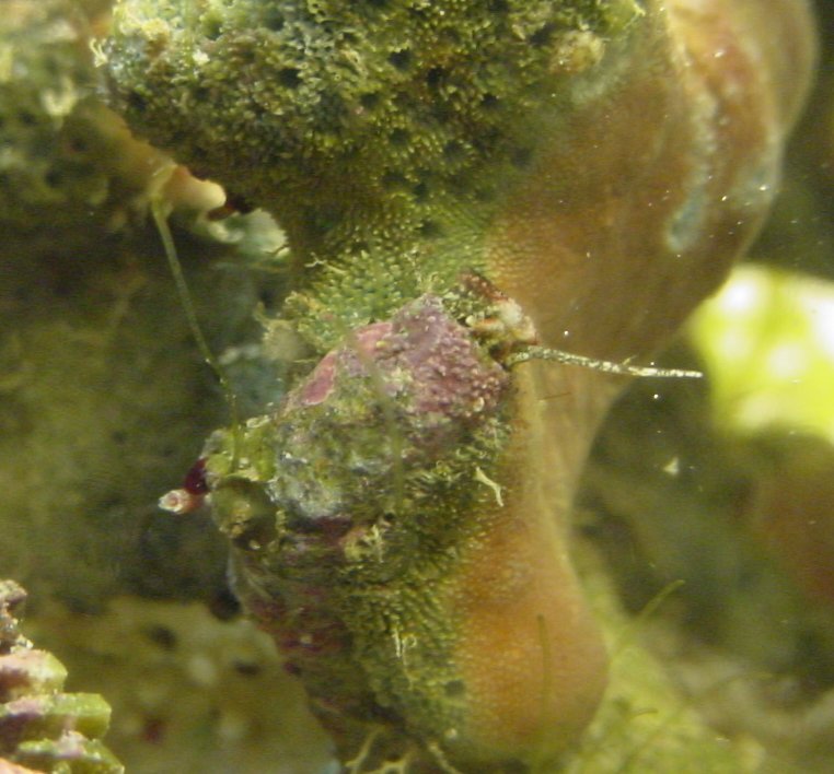 This was a hitchiker in my first SW tank, a one gallon nano.  A bumblebee snail killed and ate it!