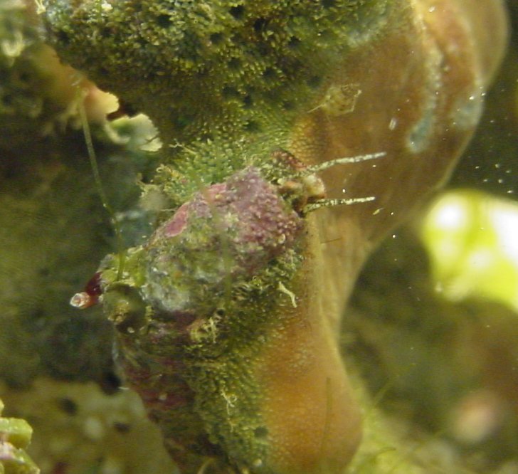 This was a hitchiker in my first SW tank, a one gallon nano.  A bumblebee snail killed and ate it!