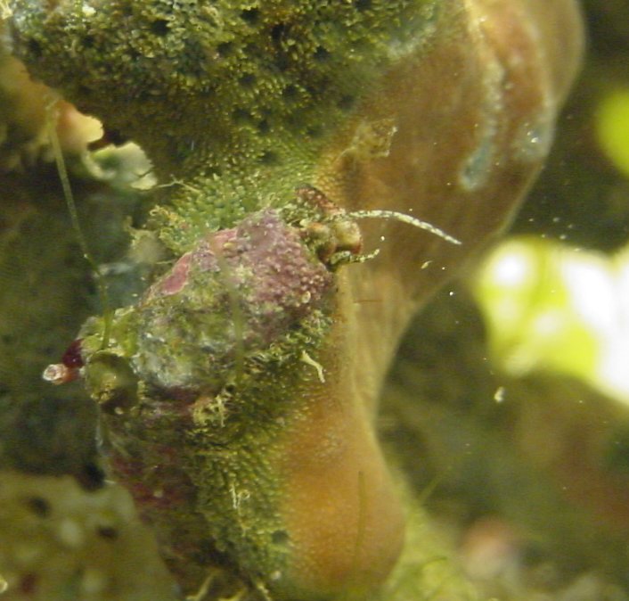 This was a hitchiker in my first SW tank, a one gallon nano.  A bumblebee snail killed and ate it!
