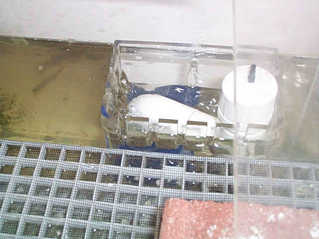 Overflow working in 75 show tank for big ass turtle.