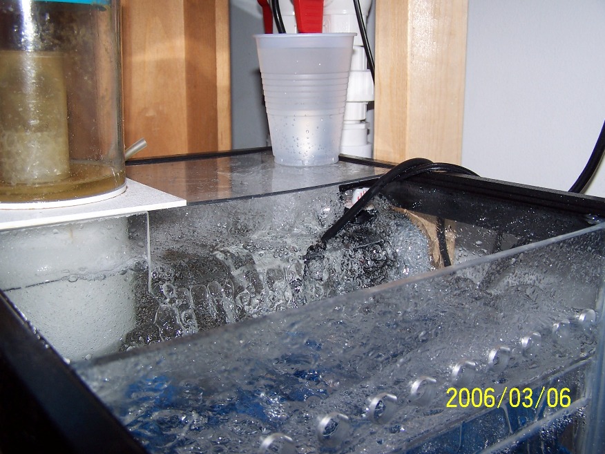 Sump &amp; skimmer in action.