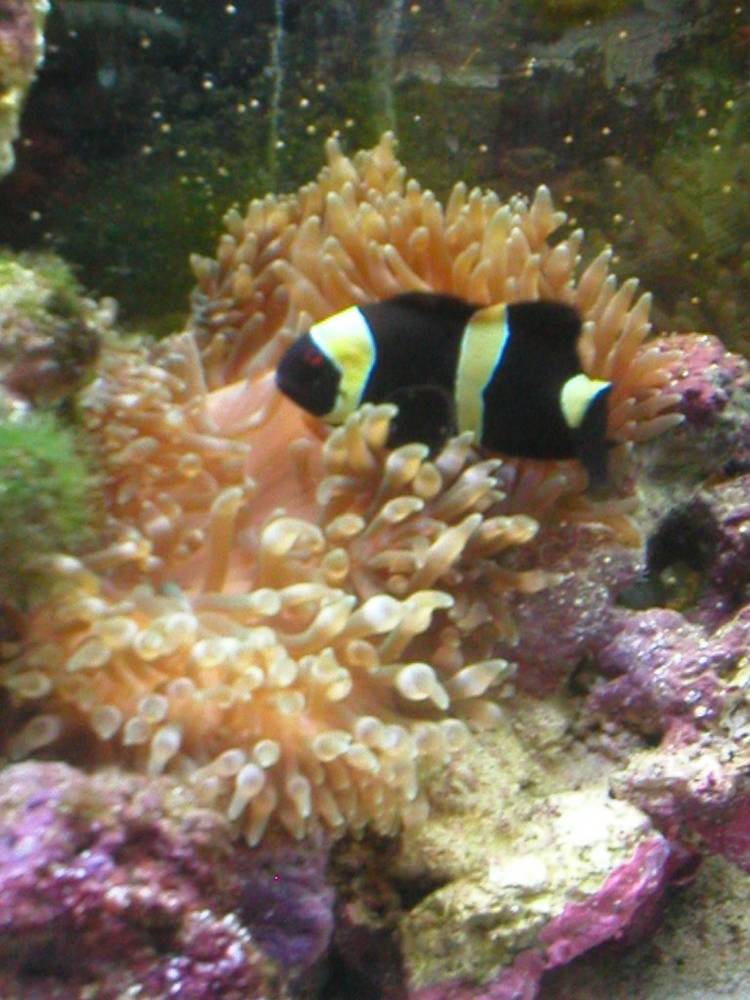 He loves his anemone!
