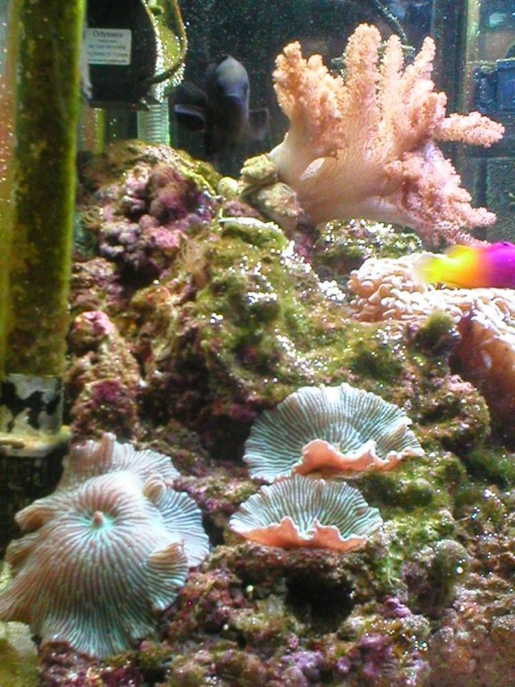 These mushrooms have been here for like 3 years, survived about 5 moves (total tear down and...