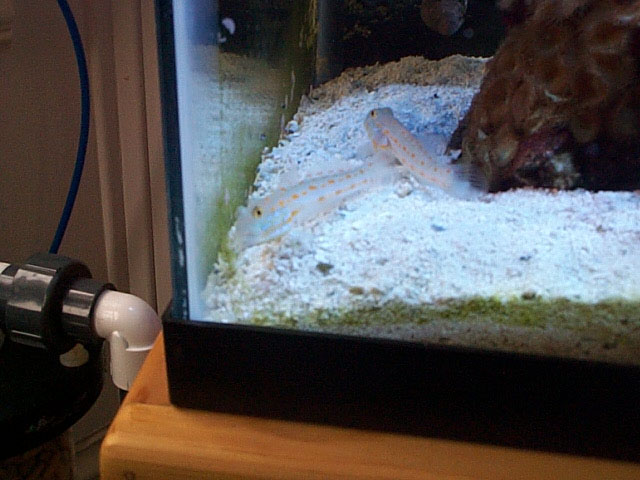 These Orange Diamond Gobies keep the sand perfect.