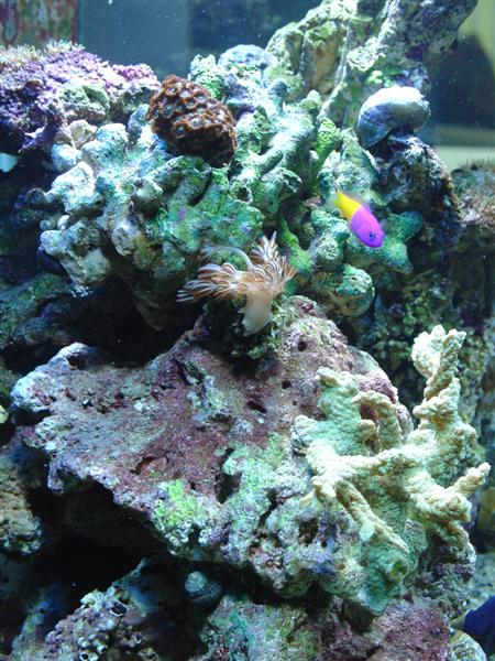 Pulsing Xenia