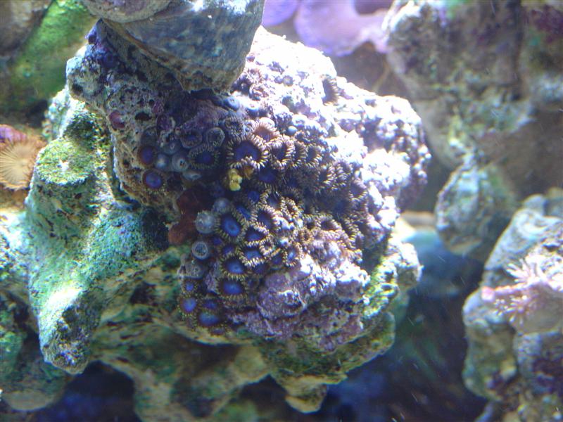 Blue Zoos