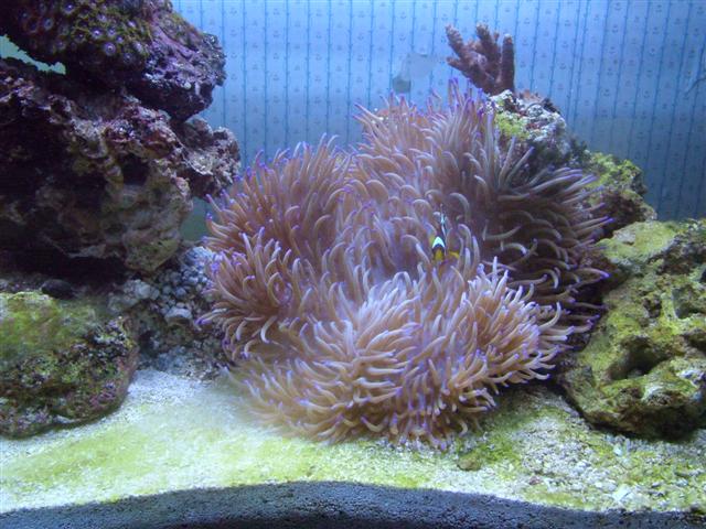040806 Anemone Time