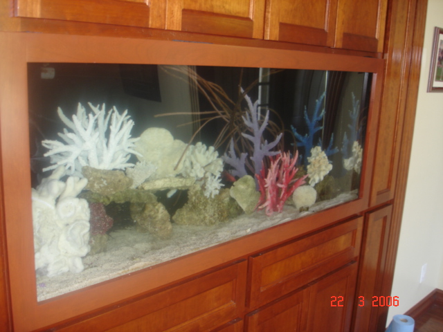 fish love to hide