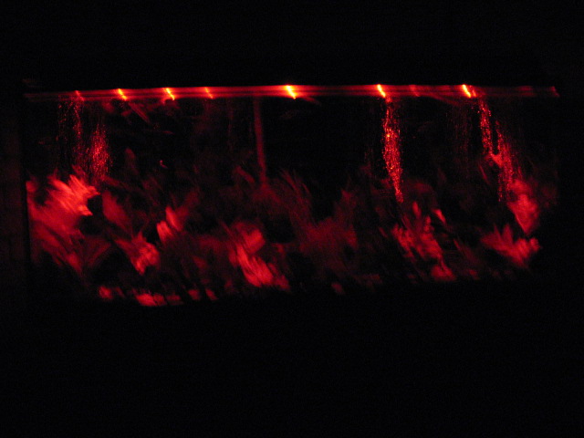 My freshwater with red LED
