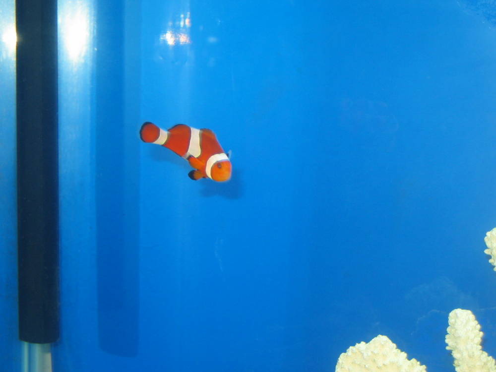 Percula Clown