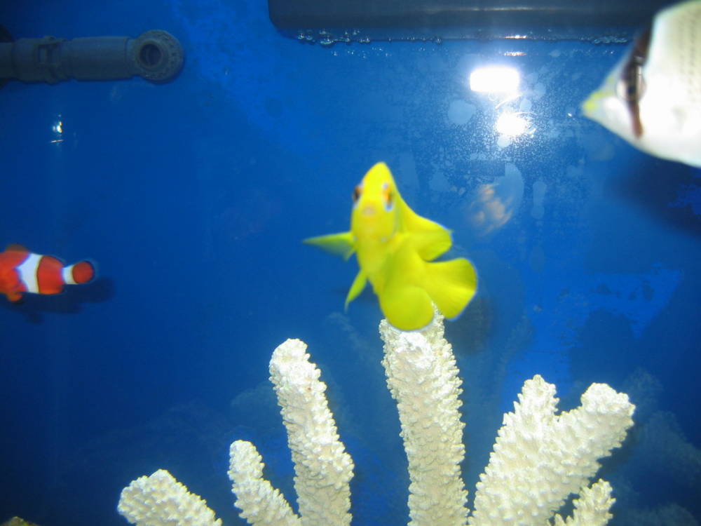 My Lemon Peel Angel.  A beautiful fish.