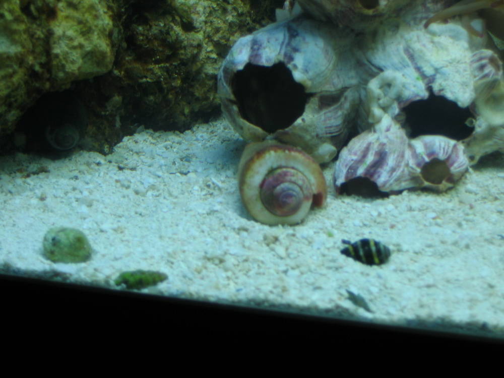 Conch, Bumble Bee Snails, Cerith Snails and conical shaped snails