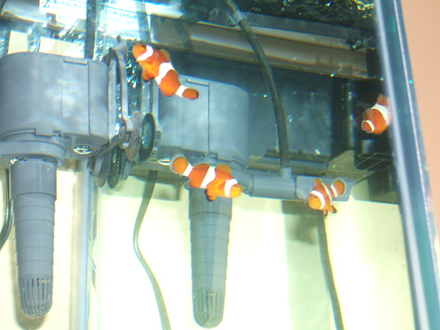 First set of fish, 2  Percula Clown
