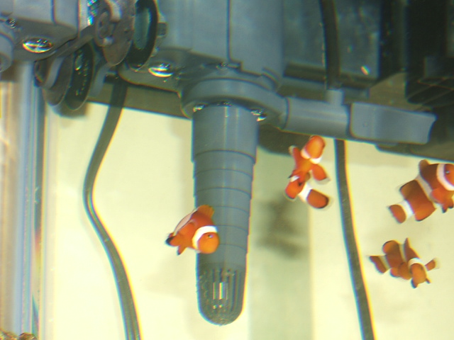 2 Percula Clown