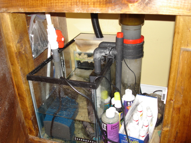 my sump setup