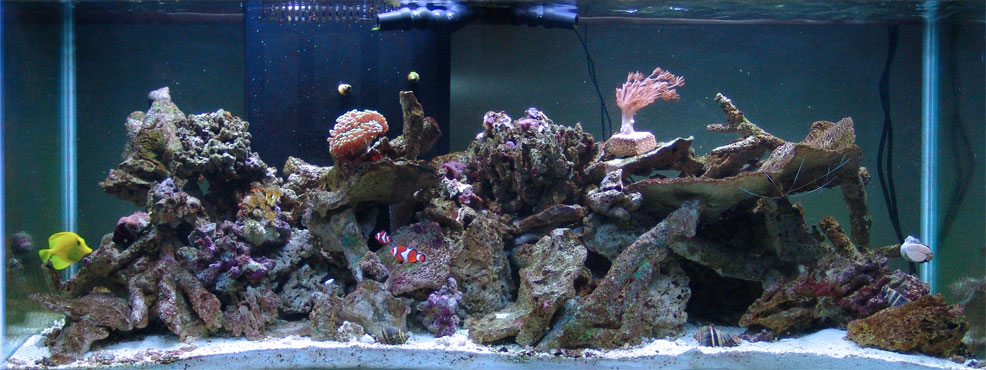 This is my tank and how it currently looks, I&#039;ll be adding more lights in a couple of days....