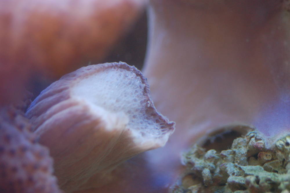 Well...my colt coral came down with Brown jelly again...i got a pic of the egg like things in the...