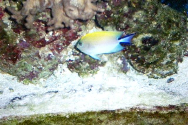 female japanese angelfish