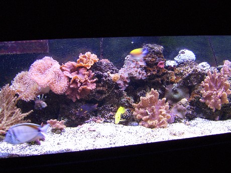 120 reef tank