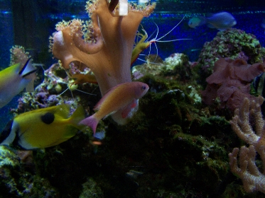 lyretail anthias