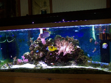 tank photo