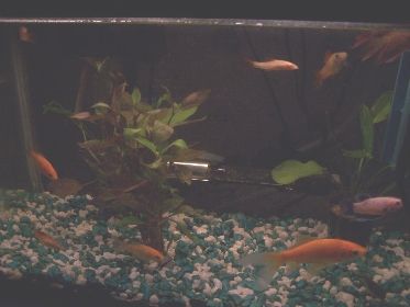 10 gallon fresh water with plants