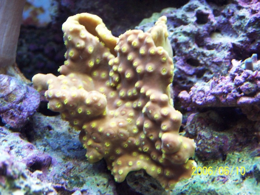 New coral in tank